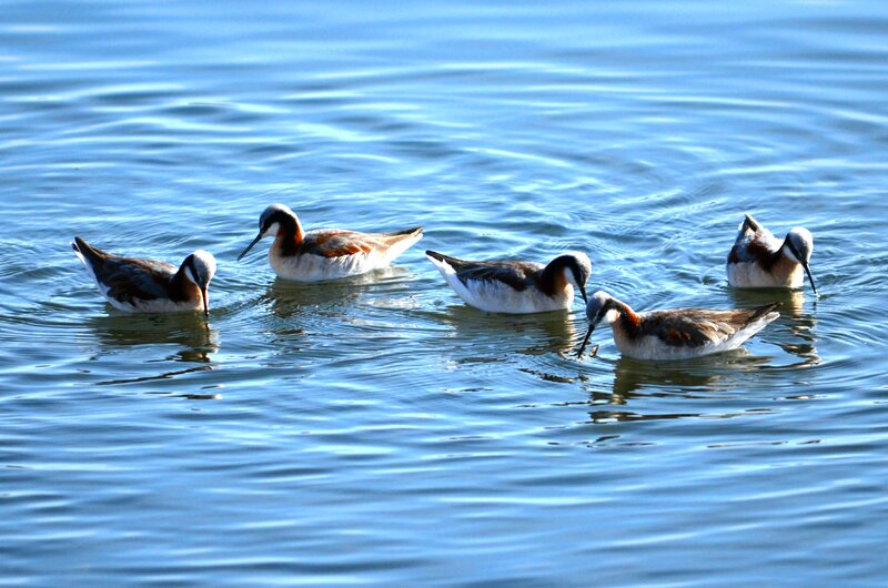 Five Phalaropes in Water