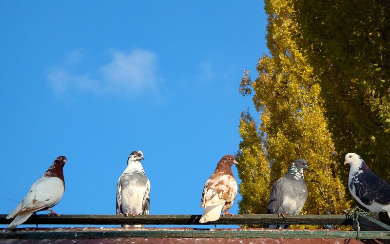 Five Pigeons on a Beam