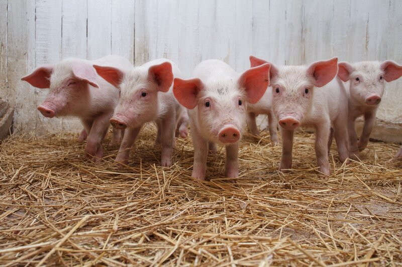 Five Piglets in Pen