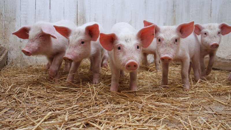 Five Piglets on Hay — Pink, Calm