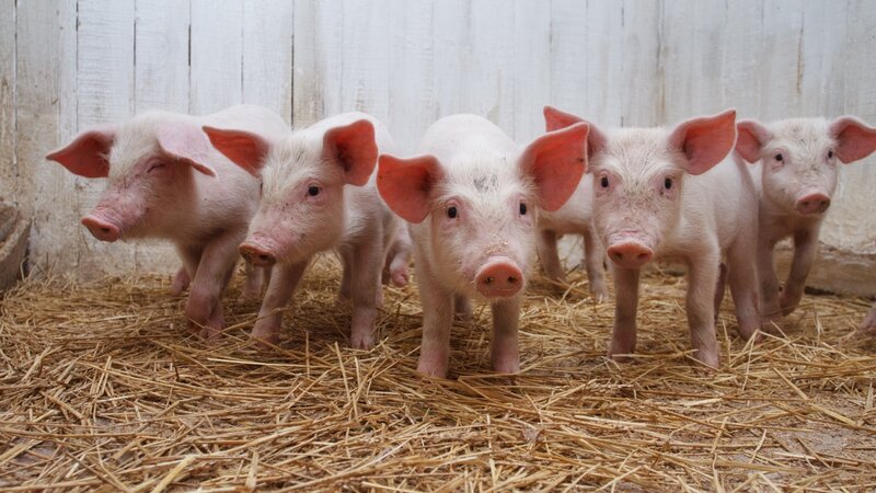 Five Piglets on Hay — Pink