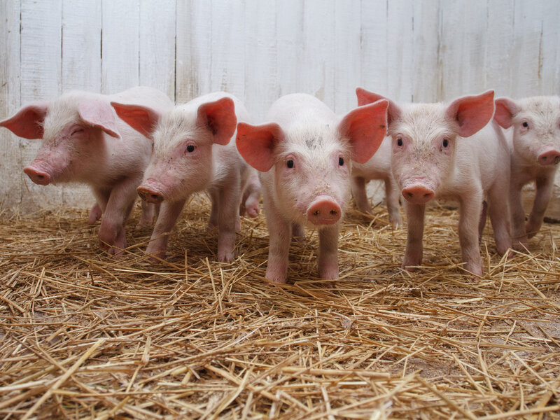 Five Piglets on Hay