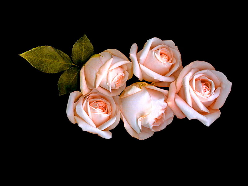 Five Pink Roses