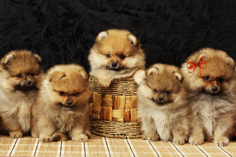 Five Pomeranian Puppies