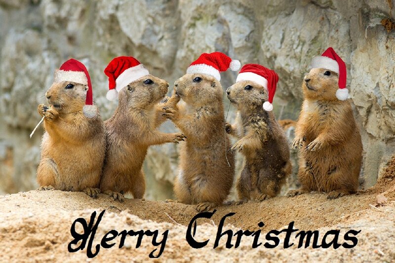 Five Prairie Dogs