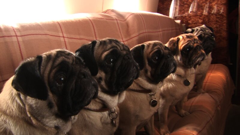Five Pugs on Couch
