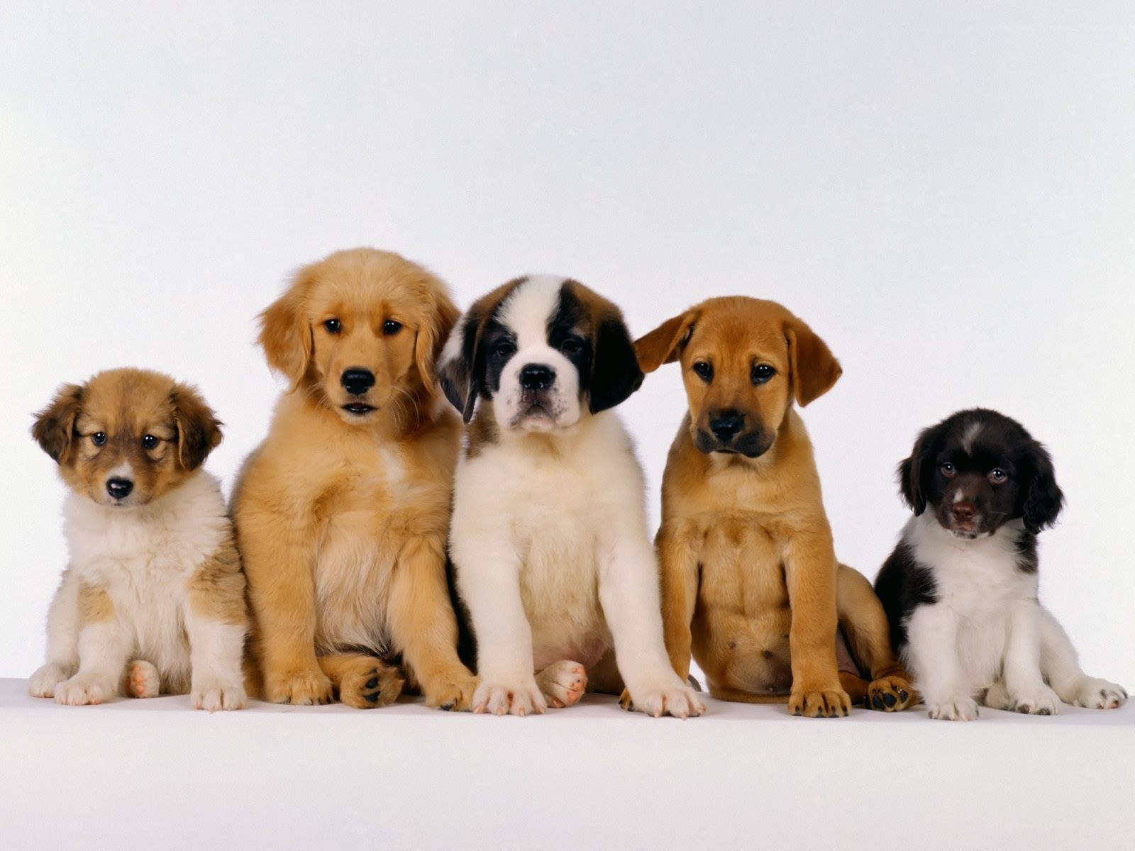 five puppies in a row