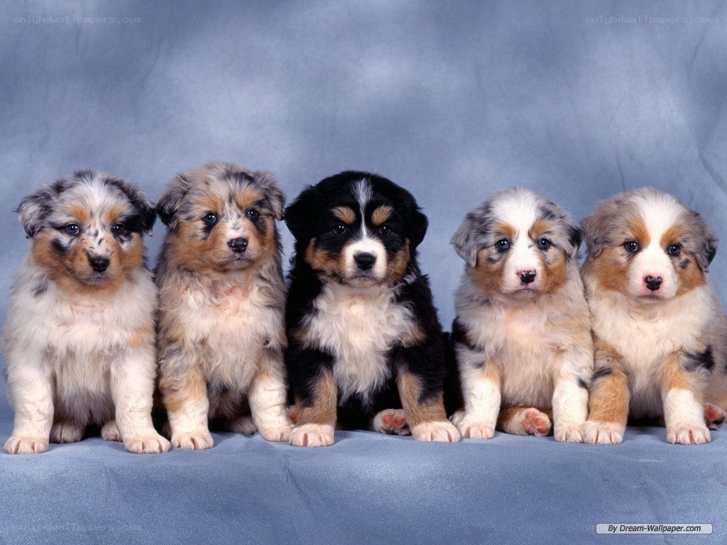 five puppies in a row