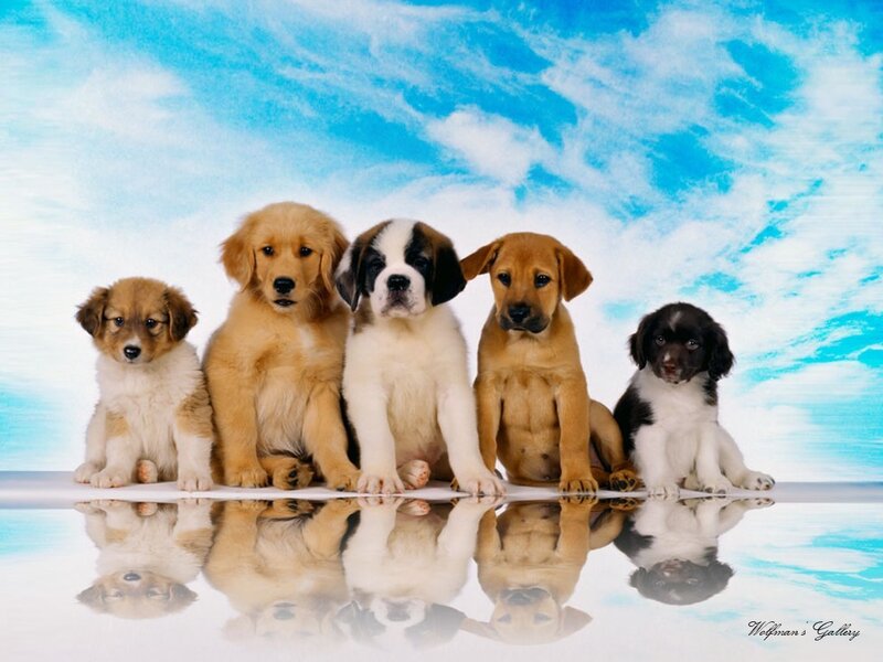 Five Puppies in a Row — Blue