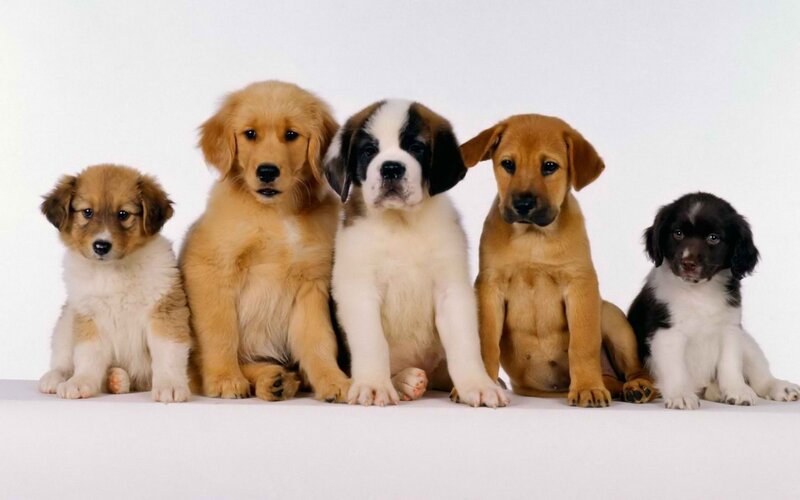 Five Puppies in a Row — White, Neutral, Photograph, White Background, Floor, Brown, Black