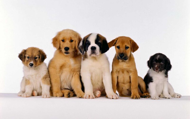 Five Puppies in a Row — White, Neutral, Photograph, White Background