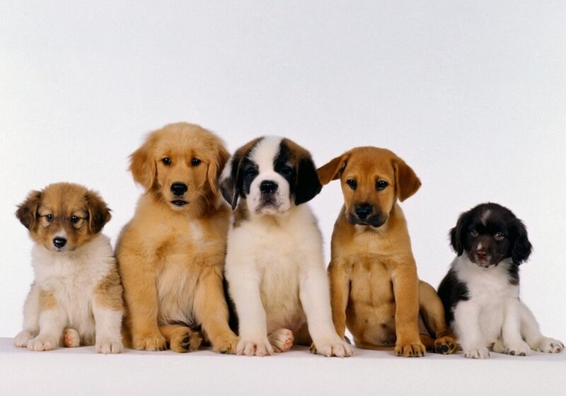 Five Puppies in a Row — White, Neutral