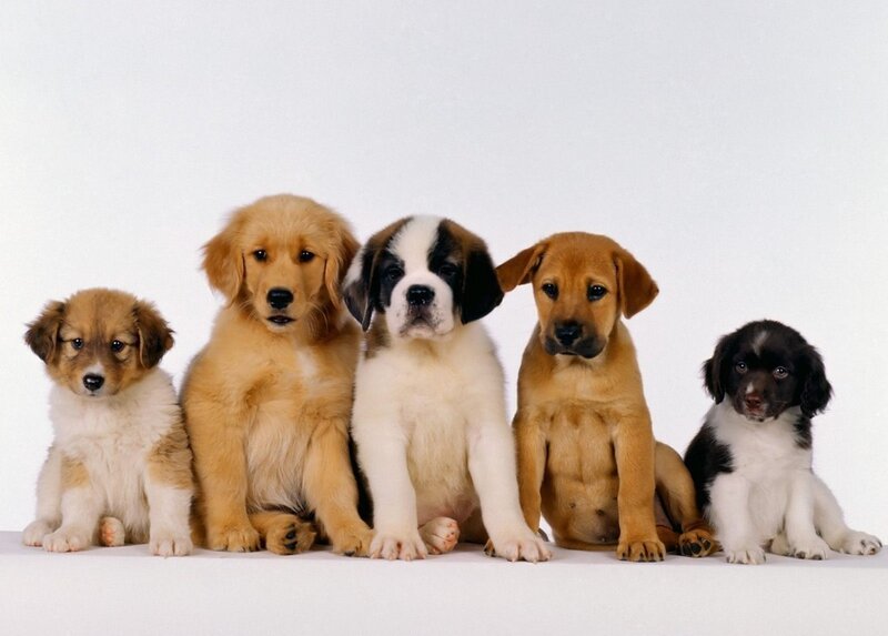 Five Puppies in a Row — White