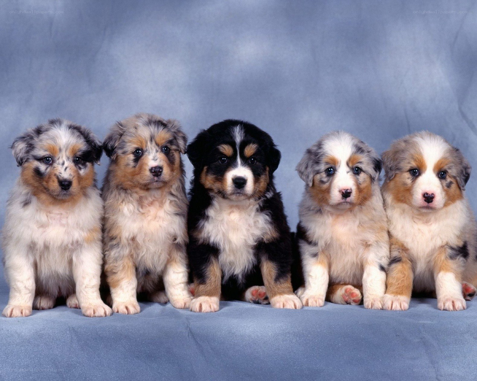 five puppies in a row