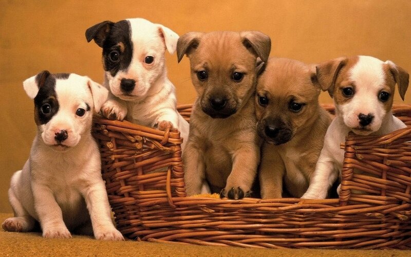 Five Puppies in Basket — Brown