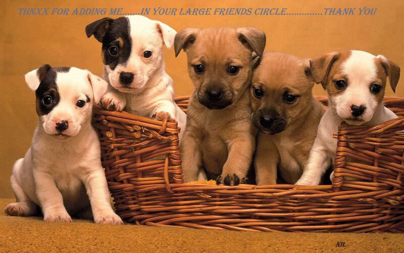 Five Puppies in Basket