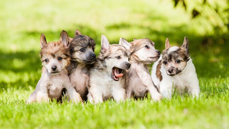 Five Puppies in Grass — Green