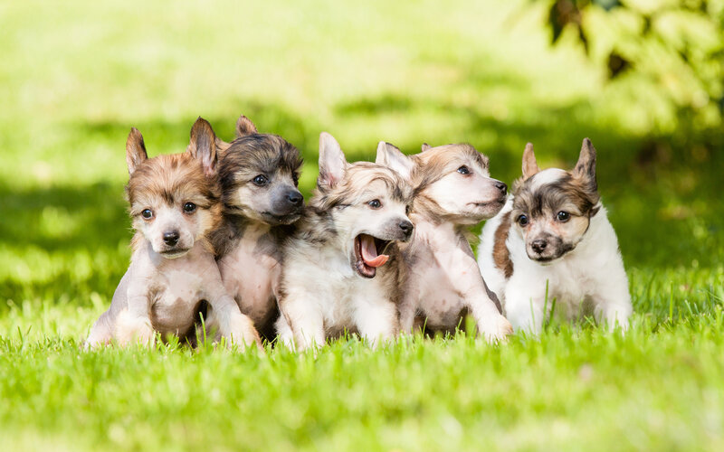 Five Puppies in Grass