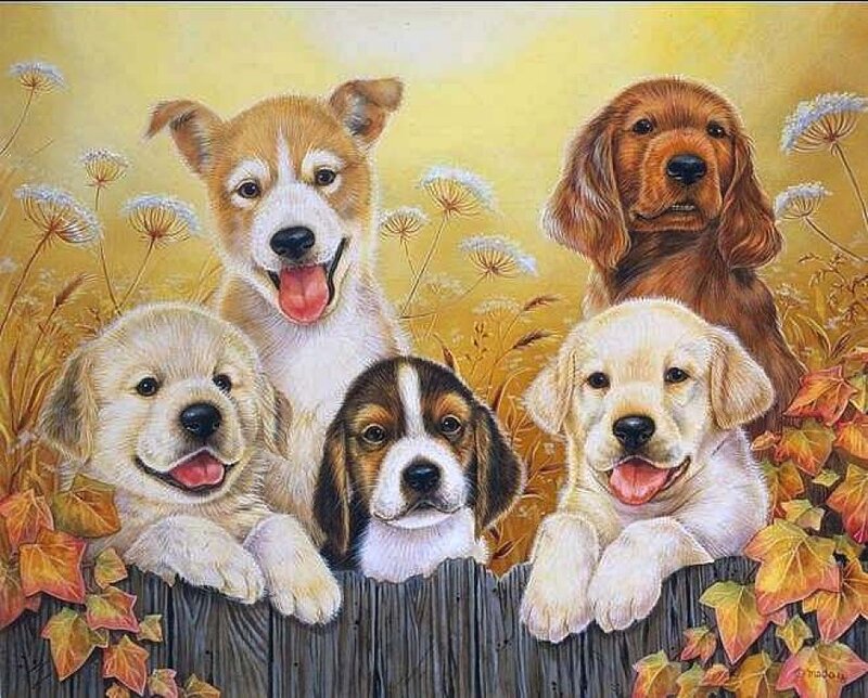 Five Puppies on Fence
