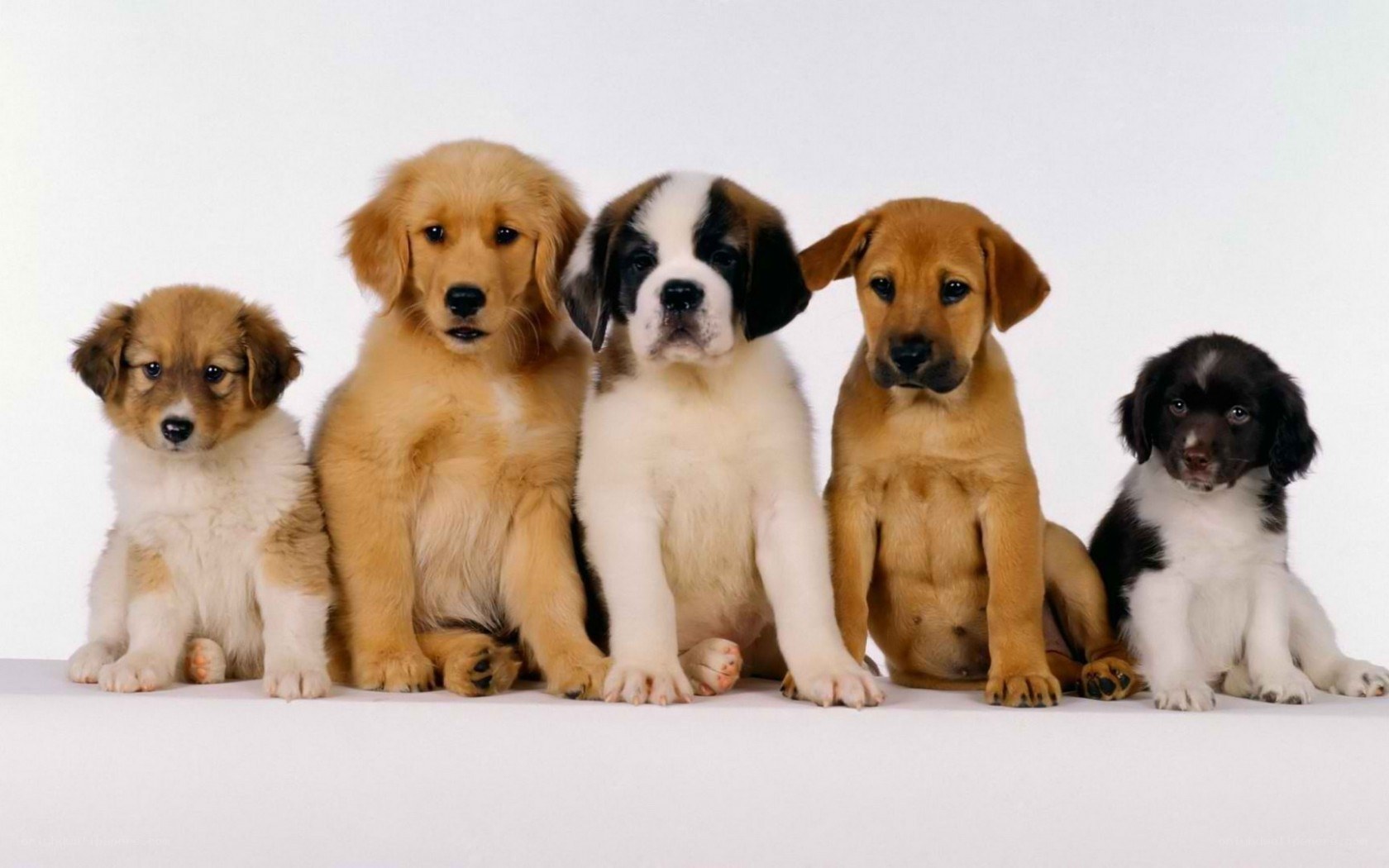 five puppies sitting in a row