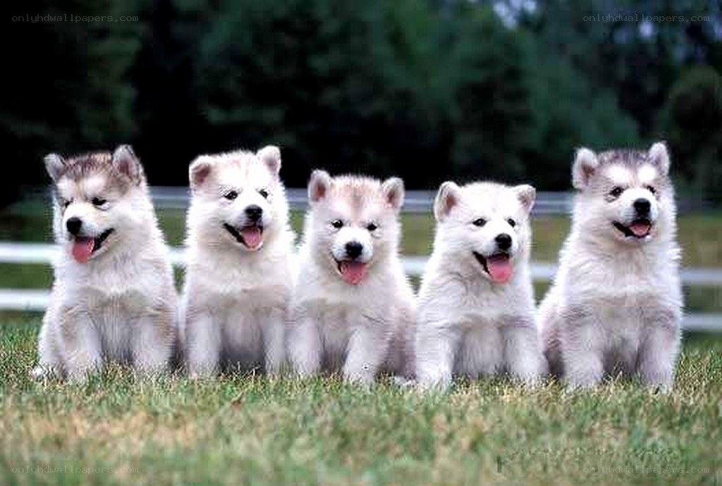five puppies sitting in a row