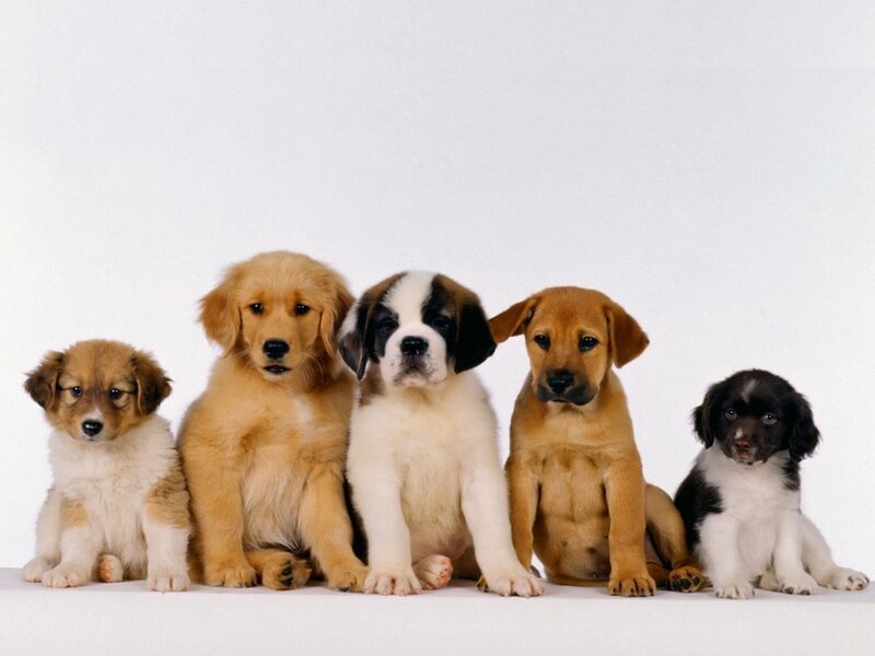 five puppies sitting in a row