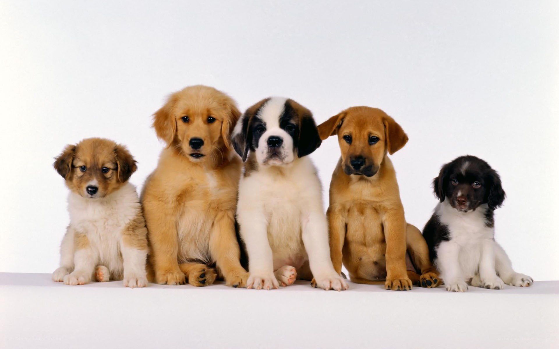 five puppies sitting in a row