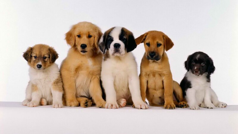 five puppies sitting together