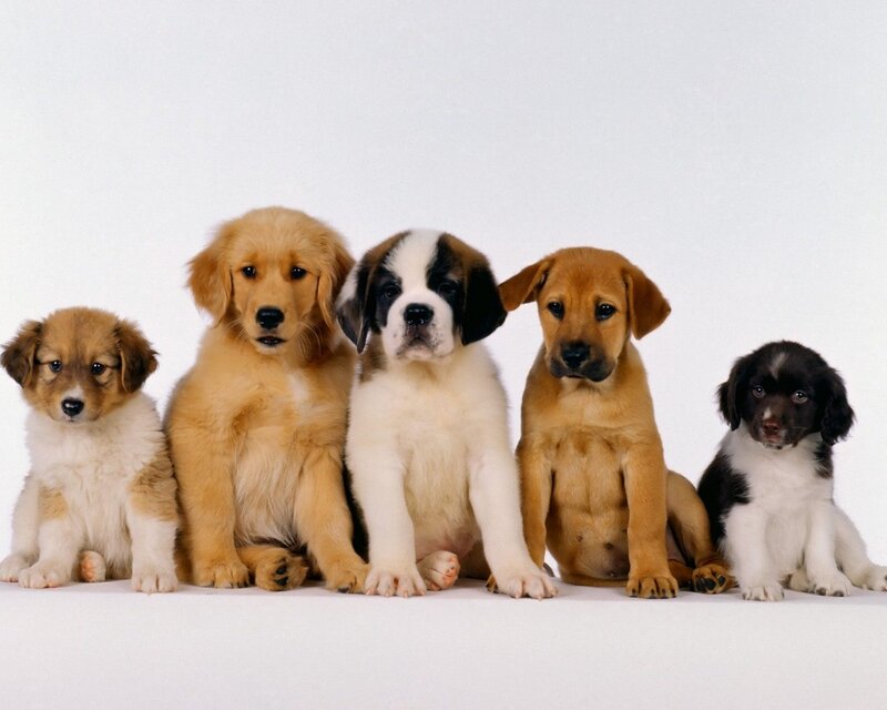 five puppies sitting together