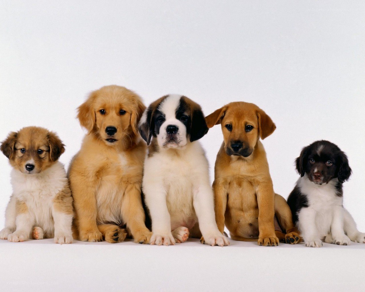 five puppies sitting together