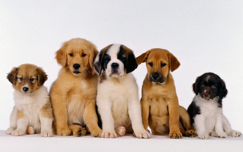 Five Puppies Sitting — White