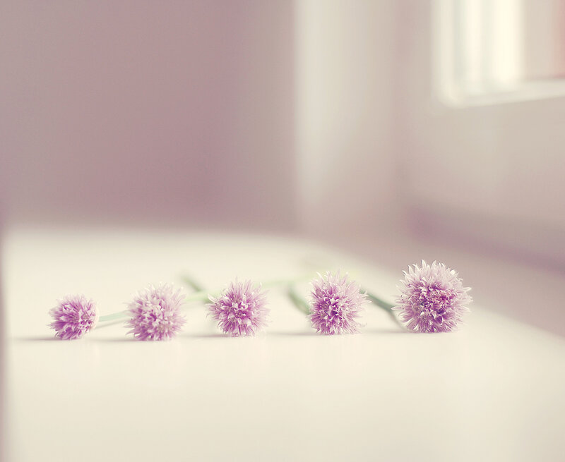 Five Purple Flowers