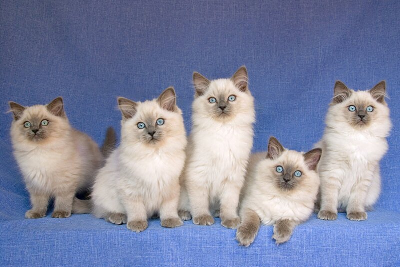 Five Ragdoll Kittens