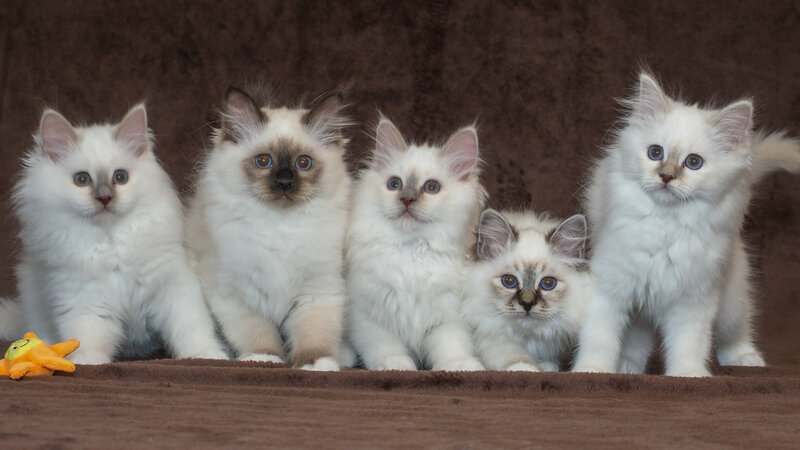 Five Ragdoll Kittens — White