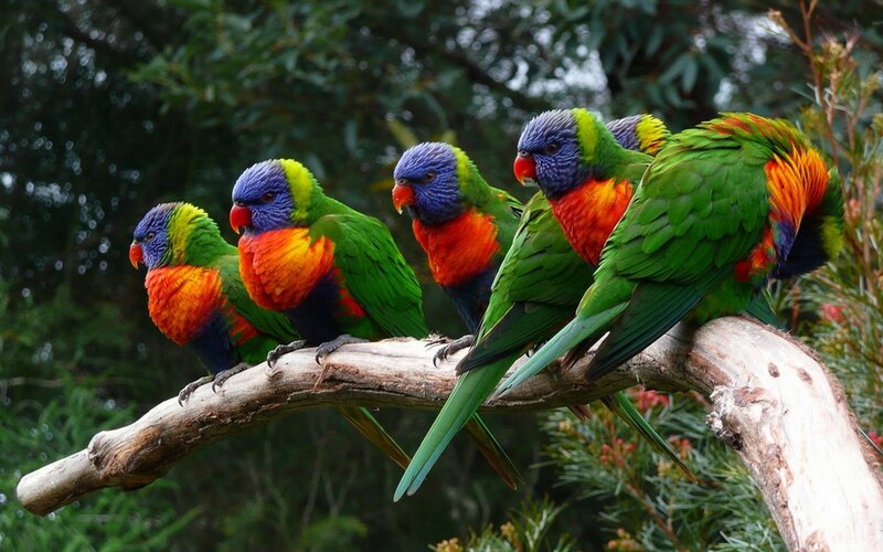 Five Rainbow Lorikeets