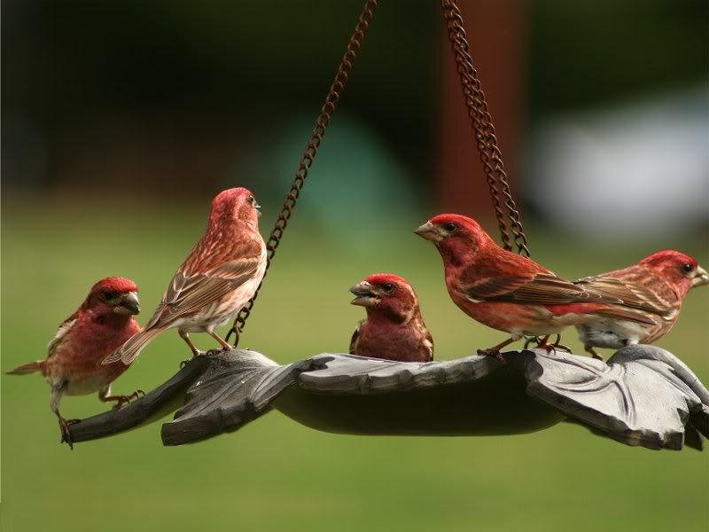 Five Red Birds on Feeder