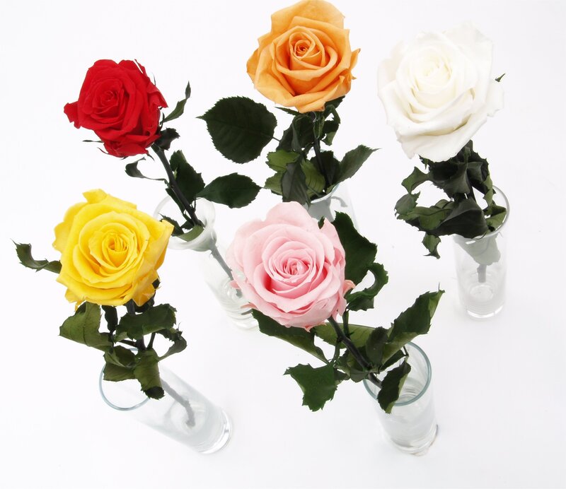 Five roses in vases