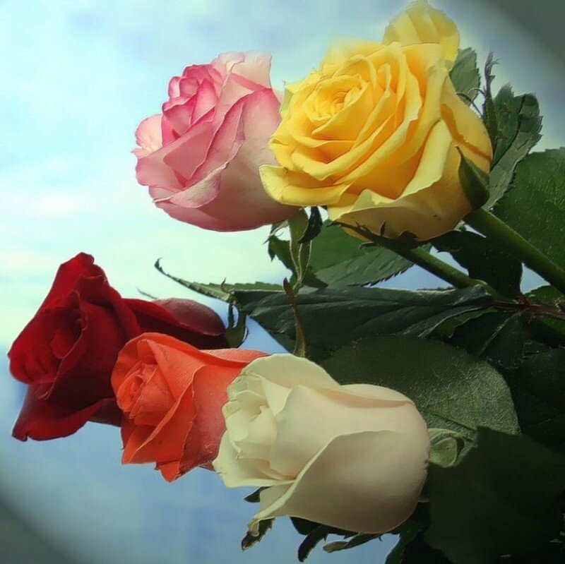 Five Roses on Stems