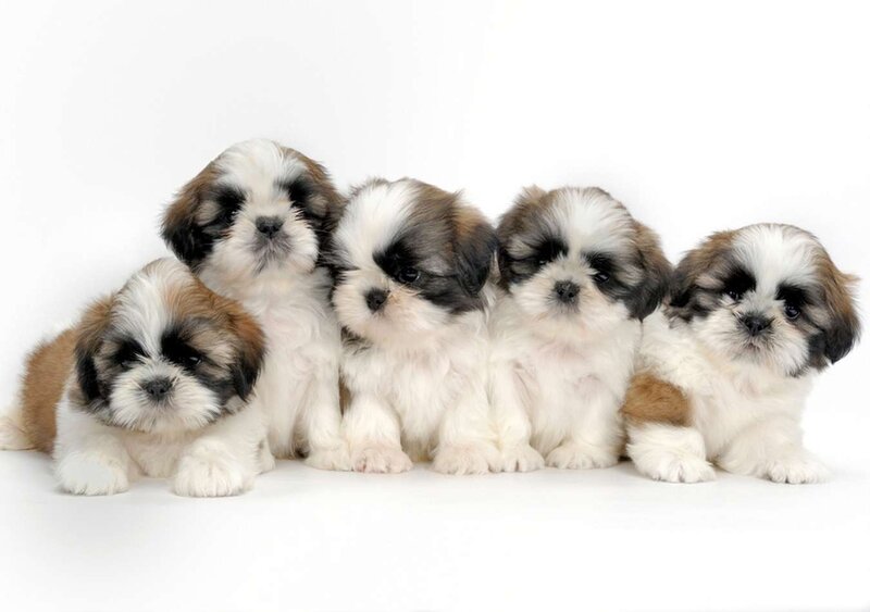 Five Shih Tzu Puppies