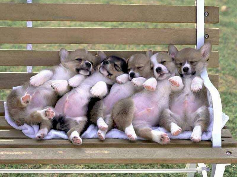 Five Sleeping Corgi Puppies