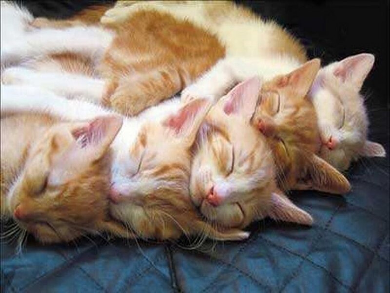 Five Sleeping Kittens