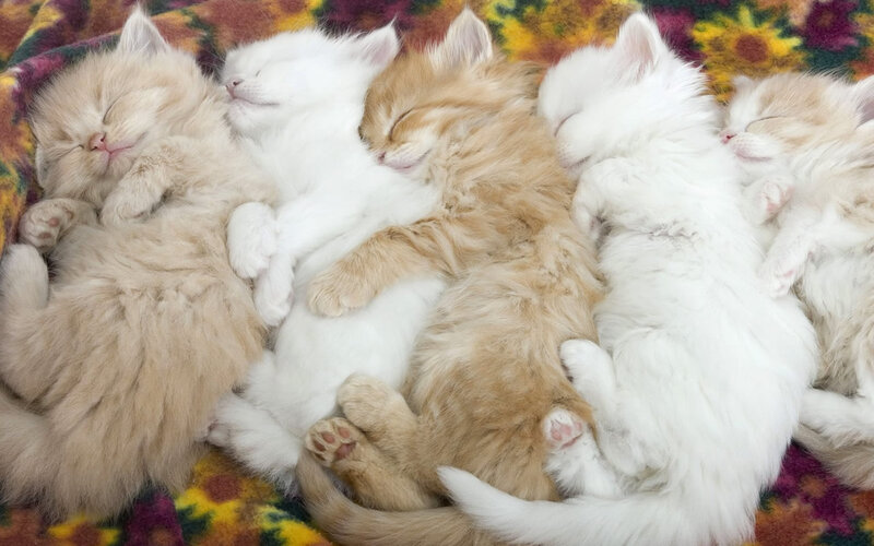 Five Sleeping Kittens — White, Peaceful, Photograph, Blanket