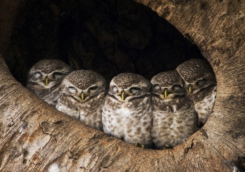 Five Sleeping Owls