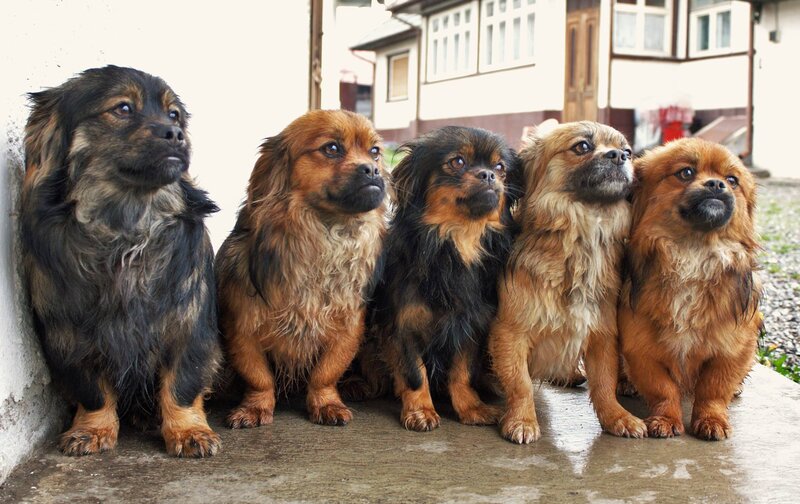 Five Small Dogs Sitting