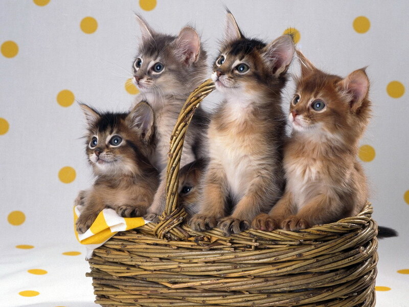 Five Somali Kittens in Basket