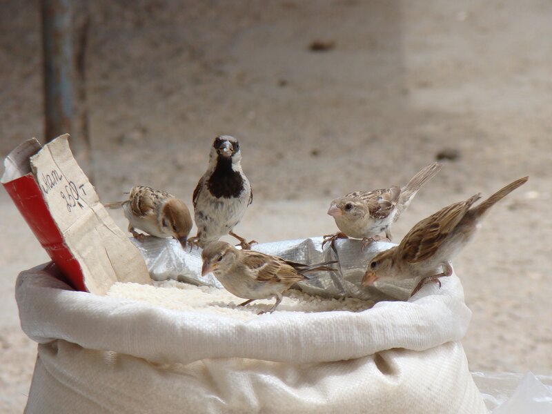 Five Sparrows on Rice