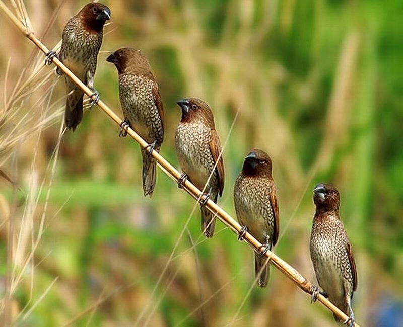 Five Spice Finches on Branch