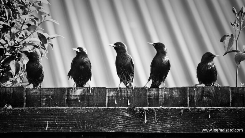Five Starlings on Fence