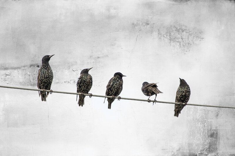 Five Starlings on Wire