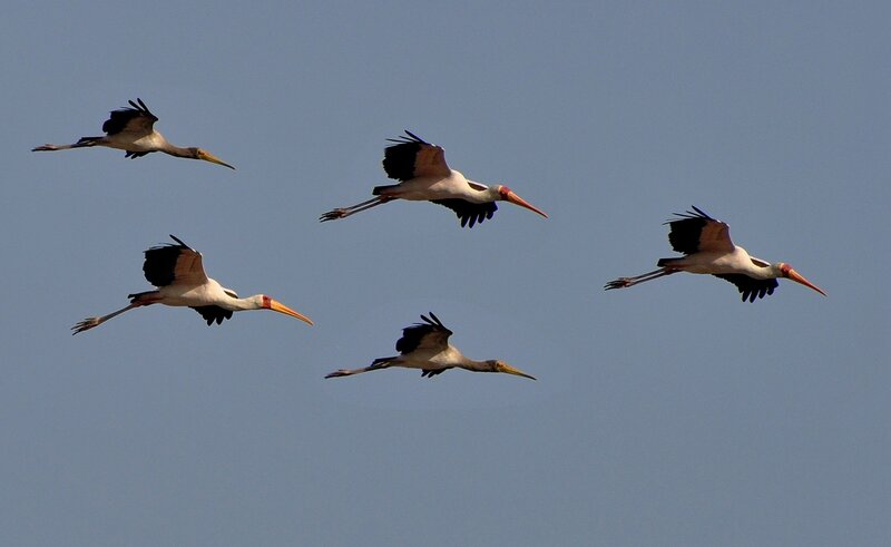 Five Storks in Flight